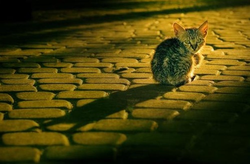 lone cat