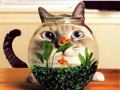 aquarium cat2