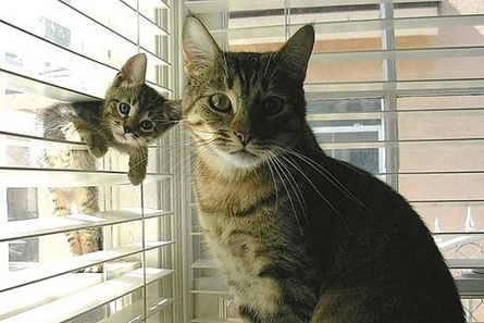 funny cat and kitty looking at you
