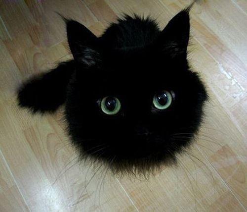 funny black cat with green eyes