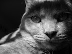  cat!