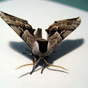 One-eyed Sphinx Moth