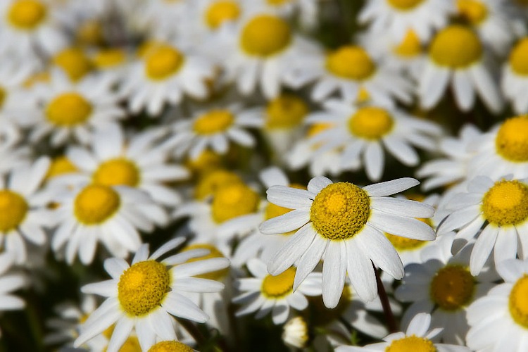 03042010-flor