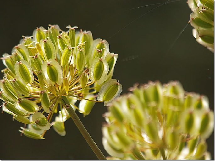flor1