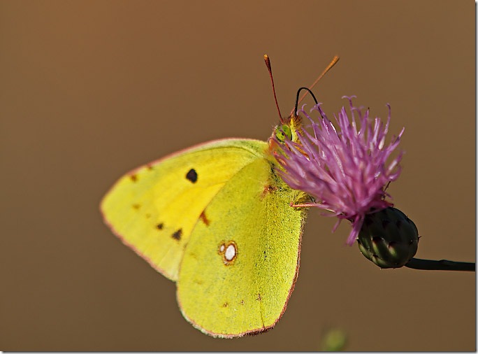 mariposa2