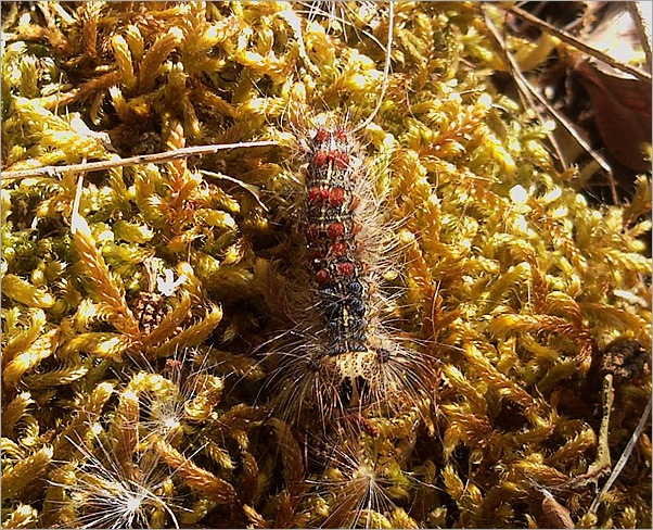 oruga