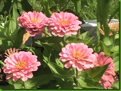 083