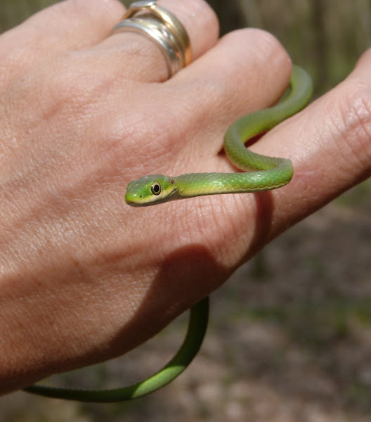 Rough green snake Project Noah