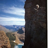 The best climbers in the animal world