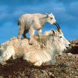 The best climbers in the animal world