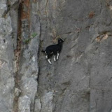 The best climbers in the animal world