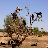 The best climbers in the animal world