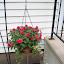 Mrs_Peterson's Shade Hanging Basket garden