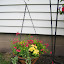 Mrs_Peterson's Shade Hanging Basket (Begonia) garden