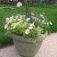 Mrs_Peterson's Backyard Container (Petunia) garden