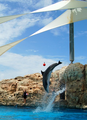 [dolphin-1[4].jpg]