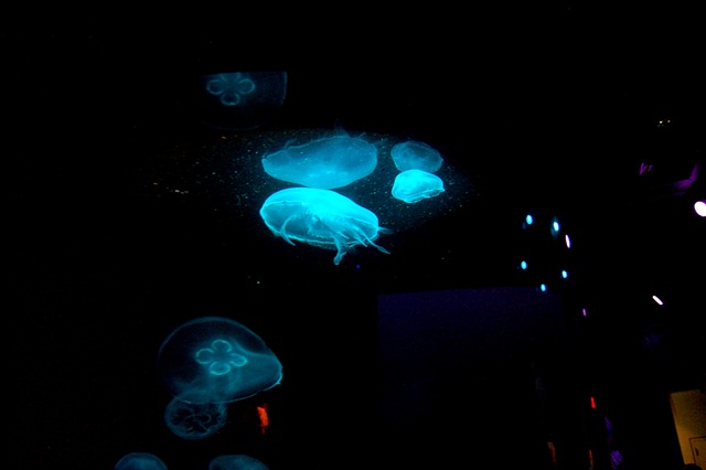 [jellyfish-2[3].jpg]