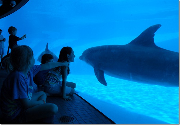 dolphin-6