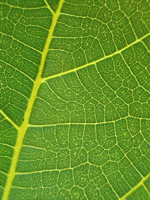 [fig_leaf[6].png]