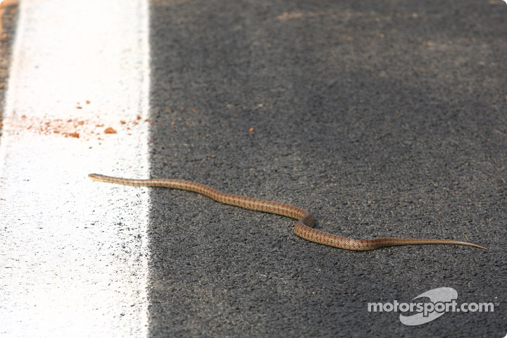 змея на трассе в Корее