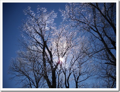 icy trees