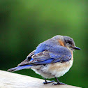 Eastern Bluebird