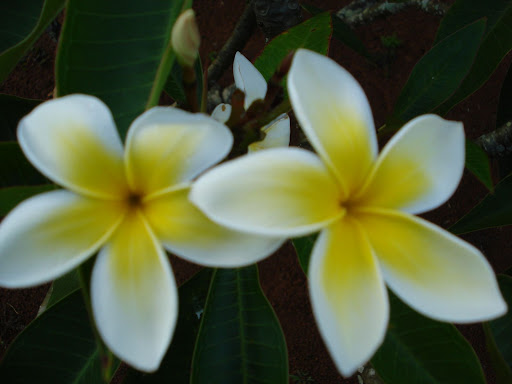 plumaria
