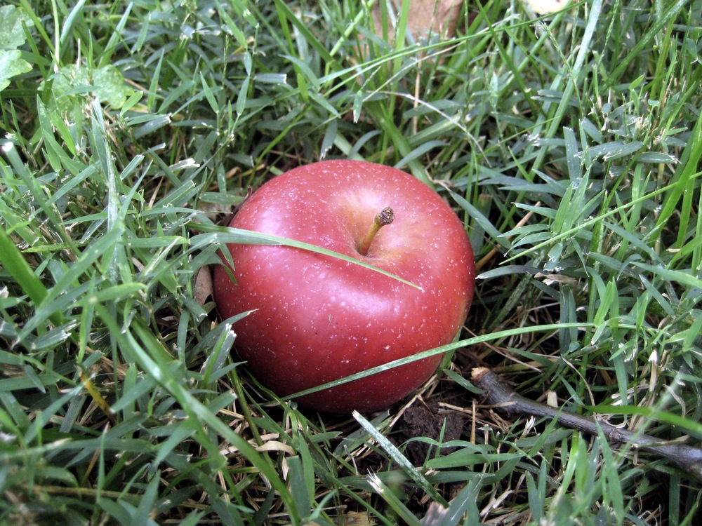 [Autumn apple 72[2].jpg]