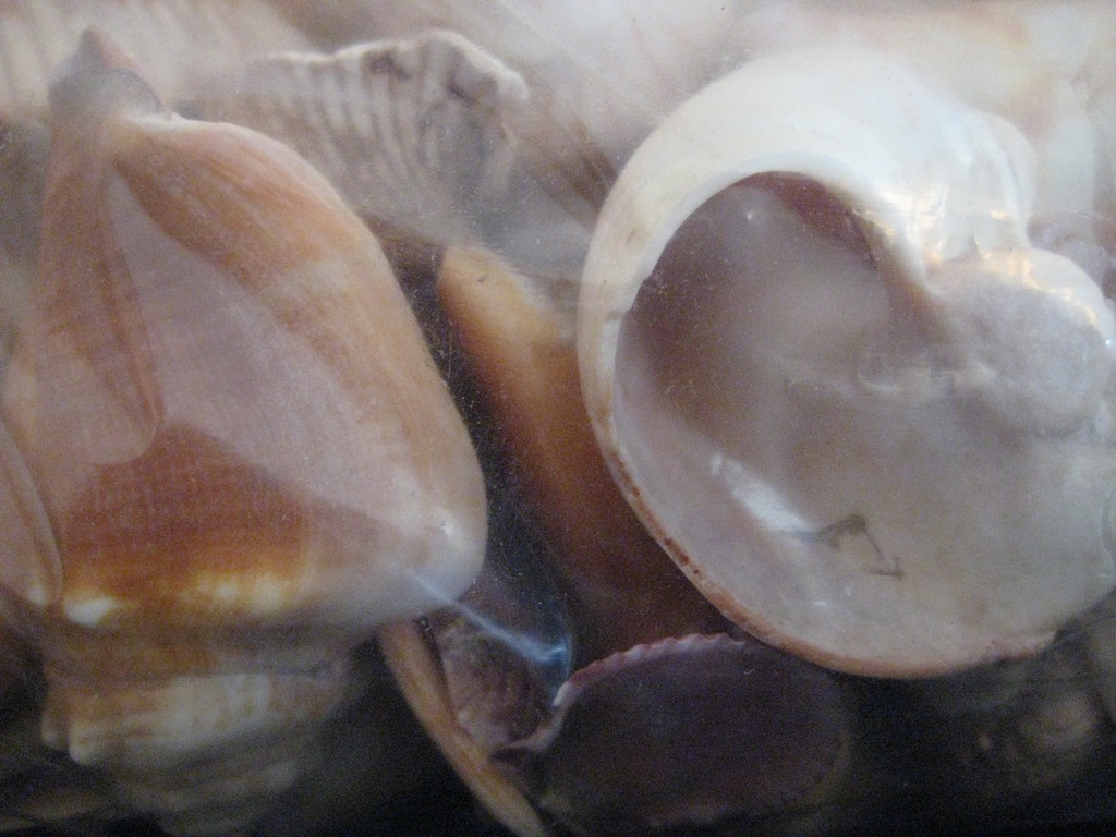 [Seashells[3].jpg]