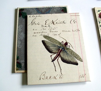 Egyptian locust