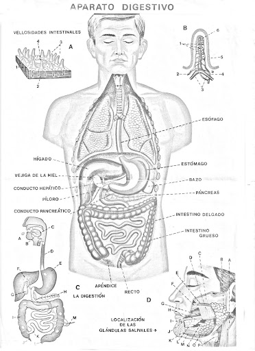 digestive coloring pages in spanish 