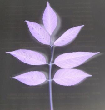 [leaf[3].jpg]