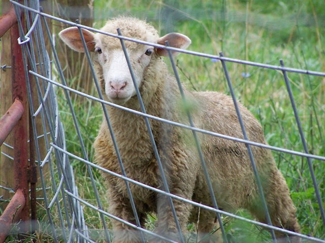 [sheep[4].jpg]