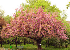 sakura-03.jpg