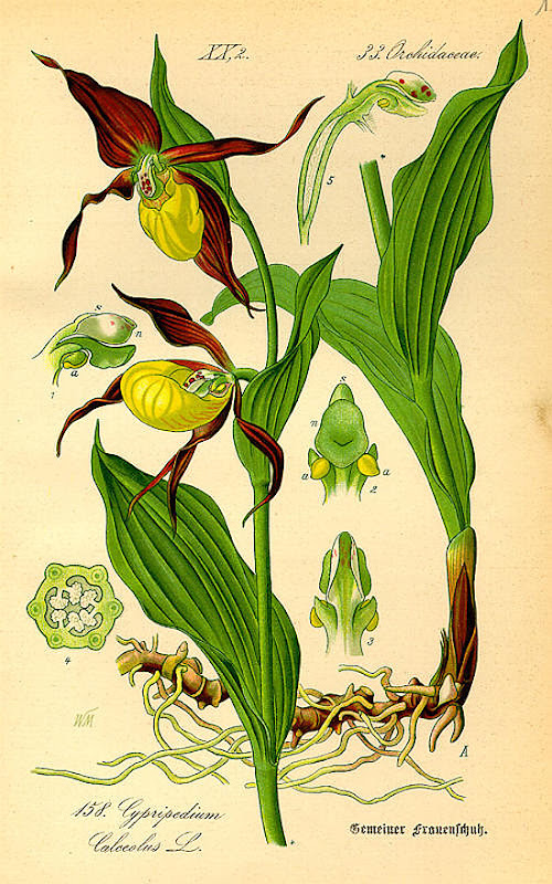 Cypripedium calceolus