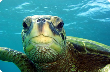 Snorkel-With-Turtles