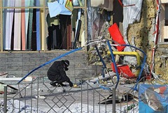 ap_ukraine_blasts_480_20jan2011
