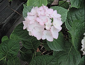 IMG_1954 IMG_1954
