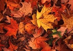 [tree fall-leaves[3].jpg]