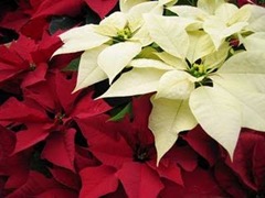 [poinsettias[3].jpg]