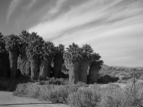 Thousand Palms Oasis Coachella Valley Preserve