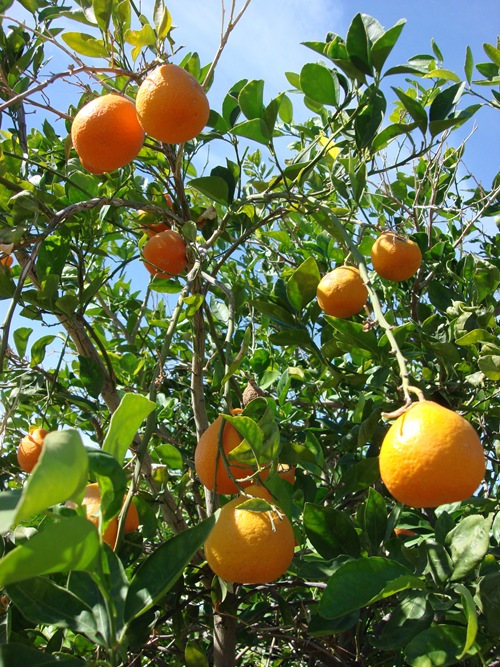 Palm Springs Fresh Oranges