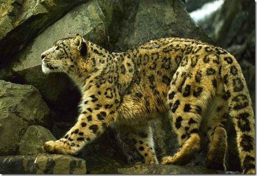 rare_snow_leopard rare_snow_leopard