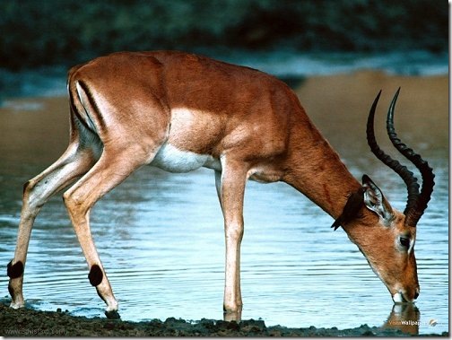 deer_river deer_river