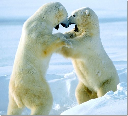 sparring_polar_bears sparring_polar_bears