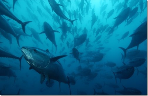 caged_bluefin_tuna_wallpaper caged_bluefin_tuna_wallpaper