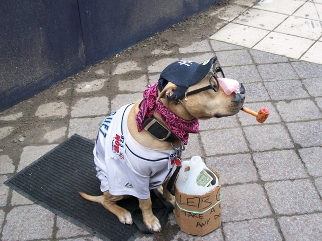 [Dog[3].jpg]