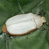 white haired beetle kinabalu park