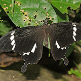 Black and white butterfly at Poring hot springs Sabah
