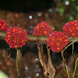 Ginger plowers, Poring hot springs Sabah